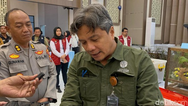 BKSDA NTT Ungkap Fakta di Lapangan Kasus Penyelundupan Komodo