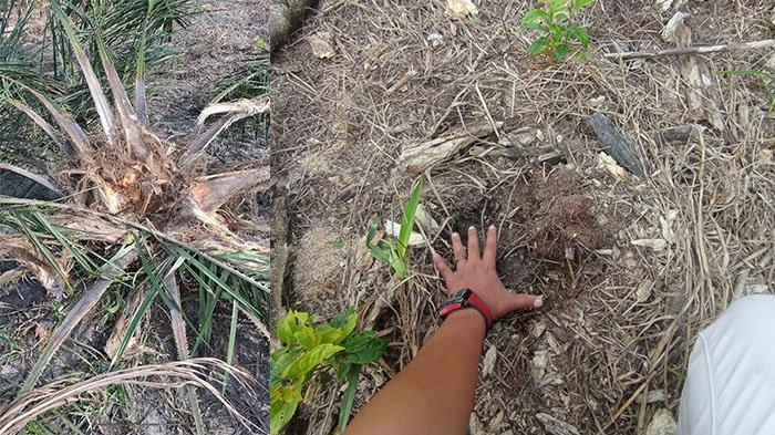 Petani Resah Gajah Liar Rusak Kebun Sawit di Kampar