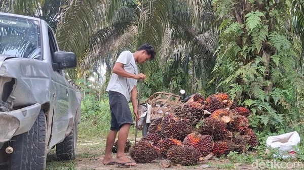 Pansus DPRD Usul Pajak Sawit Rp 1.700/Batang demi Tingkatkan PAD Riau