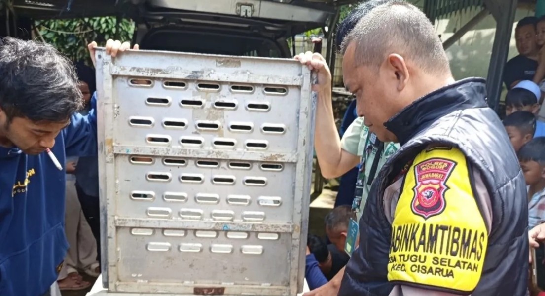 Petugas Evakuasi Macan Tutul Masuk Permukiman Cisarua-Bogor