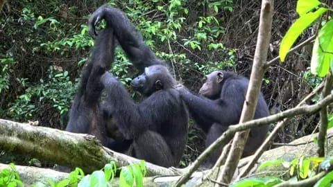 Penjaga Kebun Binatang Ini Ditangkap Gara-gara Curi Makanan Simpanse