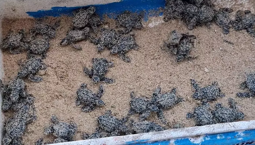 Momen Langka! Puluhan Tukik Keluar dari Pasir Menuju Laut Gunungkidul