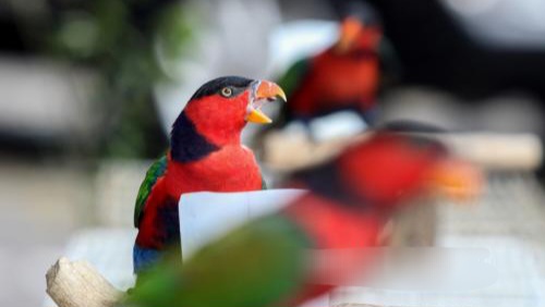 Data Terbaru, 159 Spesies Burung Indonesia Masuk Kategori Terancam Punah