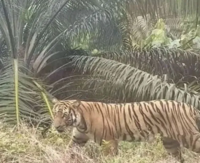 Warga Lampung Barat Tewas Diterkam Harimau saat Berkebun