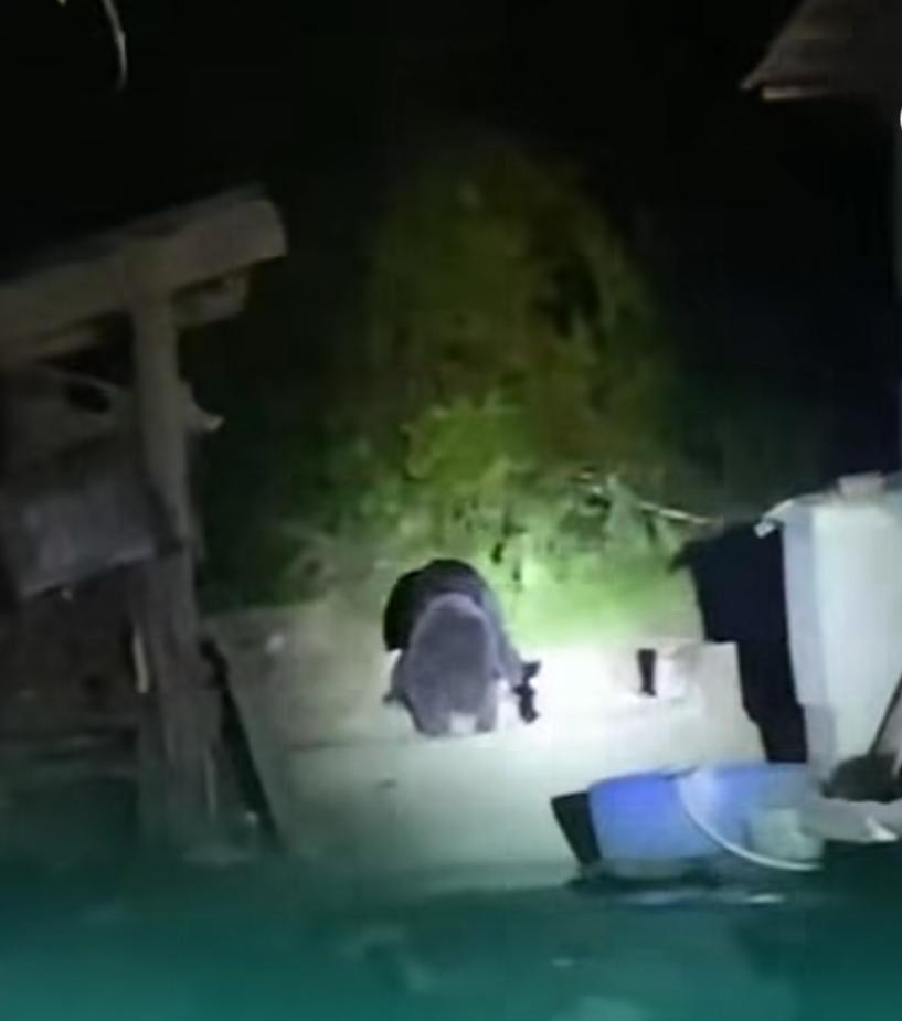 Beruang Masuk Permukiman Warga di Pelalawan, BBKSDA Riau Pasang Kandang Jebak