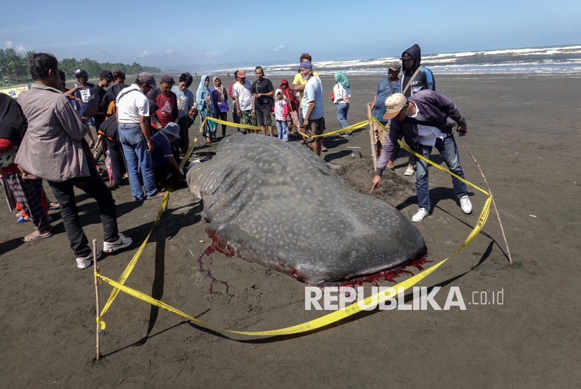 Hiu Tutul Sepanjang 6 Meter Terdampar di Pantai Pancer Jember