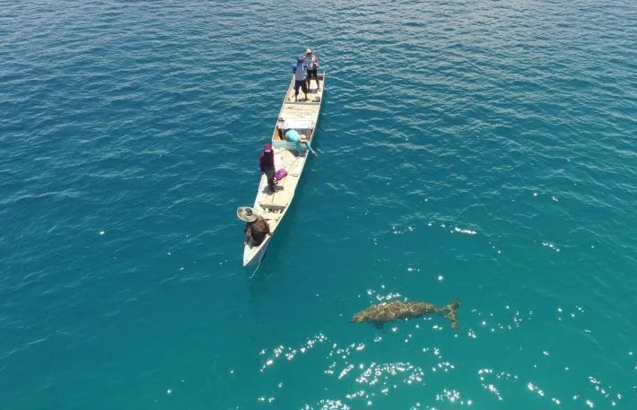 Bayi Dugong Pertama Kali Terekam di Pantai Mali NTT
