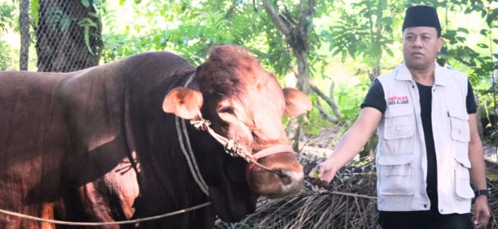 Sapi Limousin Presiden RI Disembelih di Pasantren Imam Saleh Inuman