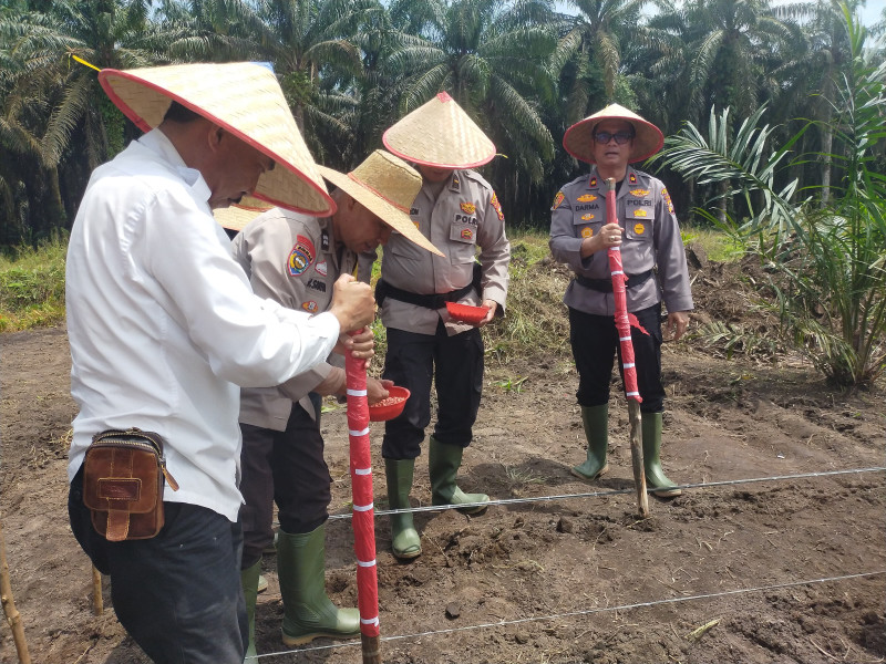 Bersama Koperasi Produsen Air Kehidupan, Polsek Kandis Tanam Jagung Guna Sukseskan Ketahanan Pangan