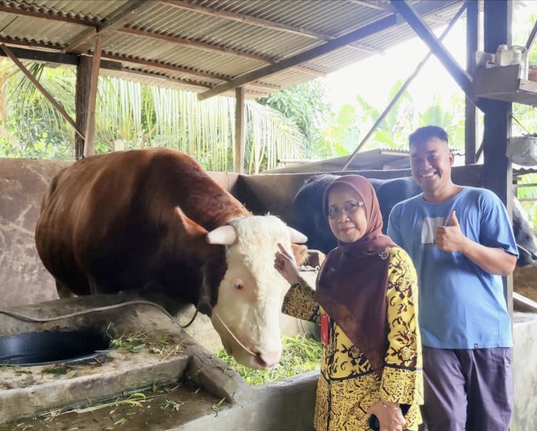 Dinas PKH Riau Tinjau Sapi Bantuan Presiden di Inhil Seberat 1 Ton