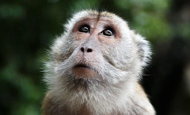 Bayi Monyet Dibuang Ibunya, Kini Peluk Boneka untuk Dapat Kehangatan