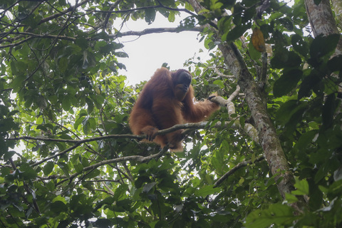 Viral Orang Utan Interaksi dengan Manusia di Hutan Aceh, BKSDA Cek TKP
