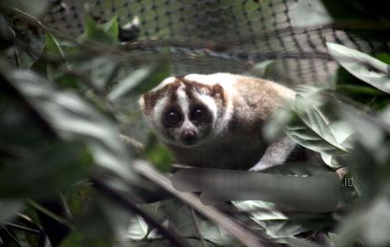Indonesia Dapat Pendanaan untuk Konservasi Hutan dan Satwa