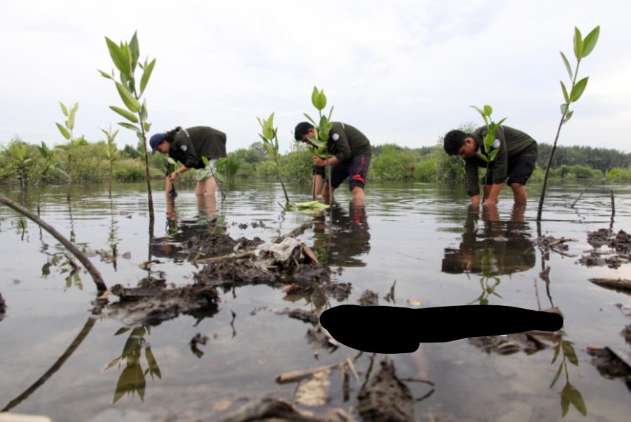 Kemenhut Libatkan Publik Pulihkan Mangrove