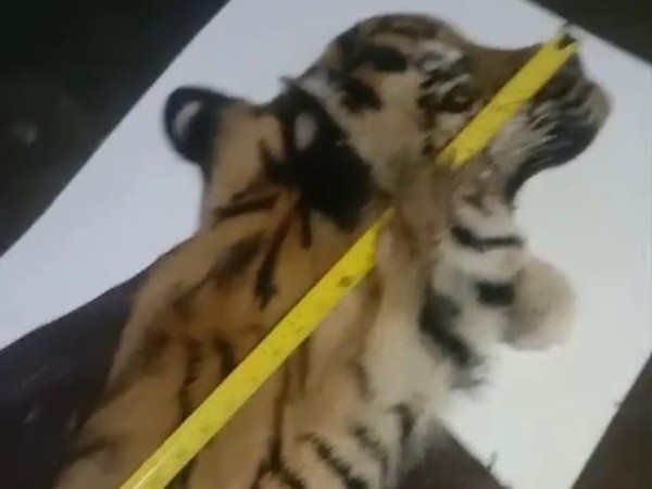 Lima Pelaku Perdagangan Kulit Harimau di Aceh Ditangkap Polisi