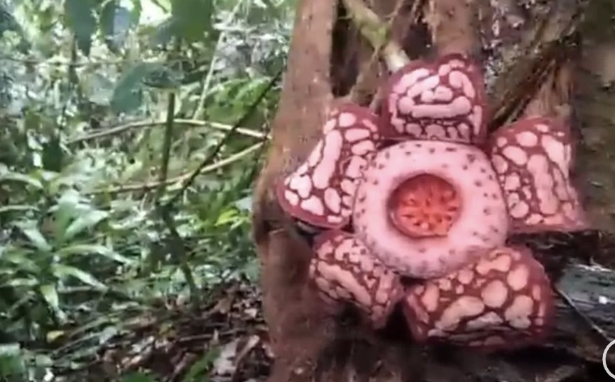 Penampakan Rafflesia Hasseltii Mekar di Hutan Sumbar setelah 13 Pencarian