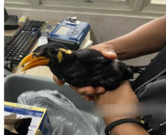 Bea Cukai Entikong Gagalkan Dugaan Penyelundupan Beo Nias di Perbatasan Indonesia-Malaysia