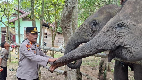 Polda Riau Dukung Pelestarian Gajah di PLG Sebanga
