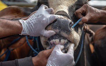 Sebanyak  839 Ekor Hewan Ternak di Jatim Terserang Virus PMK