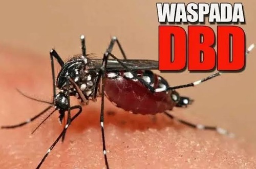 DBD Meningkat di Pekanbaru, Legislator Minta Puskesmas Lebih Pro-Aktiv