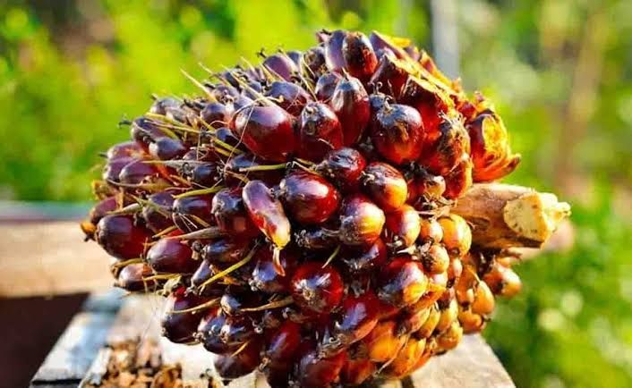 Harga TBS Sawit Riau Naik, Petani Diuntungkan oleh Kenaikan Harga CPO