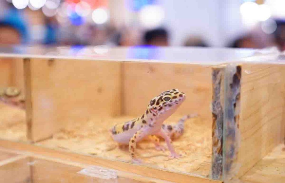 Komunitas Reptil Riau Edukasi Pengunjung Pets Day Out 2025