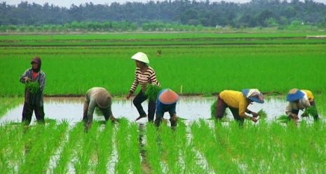 Riau Terancam Tak Dapat Program Cetak Sawah, DPRD Minta Pemda Bergerak Cepat
