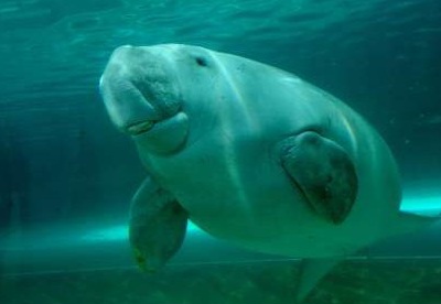 KKP Tangani Anakan Dugong yang Terpisah dari Induk