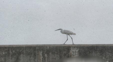 Sensus AWC 2026 Temukan 99 Jenis Burung di Pesisir Jakarta