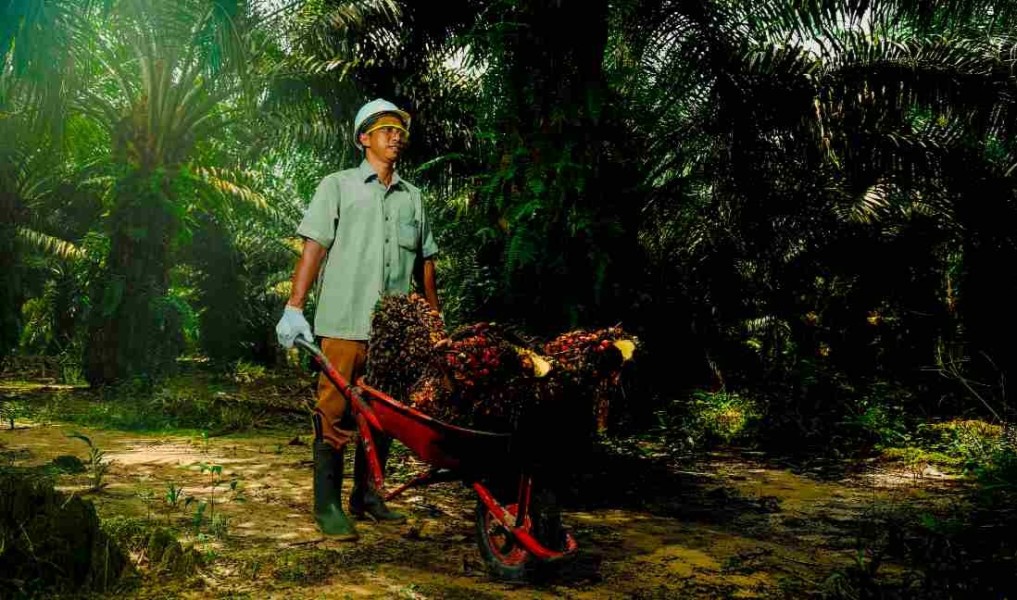 Karyawan Lubuk Dalam PTPN IV Regional III Bantah Pemaksaan Kerja di Hari Libur