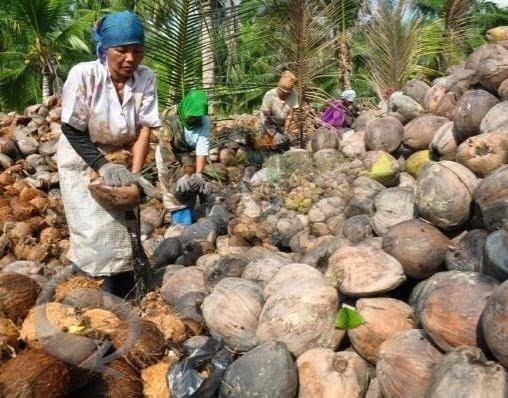 Dukung Hilirisasi Kelapa, DPRD Riau Minta Ada Standarisasi Harga di Tingkat Petani