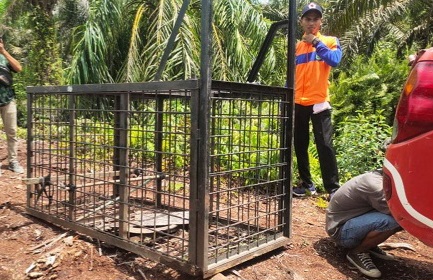 Cegah Serangan Harimau, BBKSDA Riau Pasang Box Trap di Teluk Belengkong