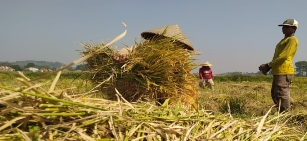 Kadin: Impor Beras Harus Keputusan Presiden Lewat Ratas