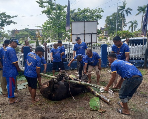 Berbagi ke Warga Membutuhkan, Nasdem Riau Sembelih 4 Ekor Sapi Kurban