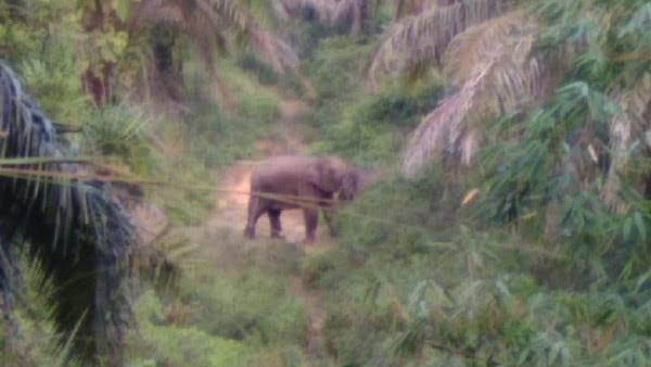 Gajah Liar Muncul di Tenayan Raya Pekanbaru, Warga Diminta Tetap Tenang