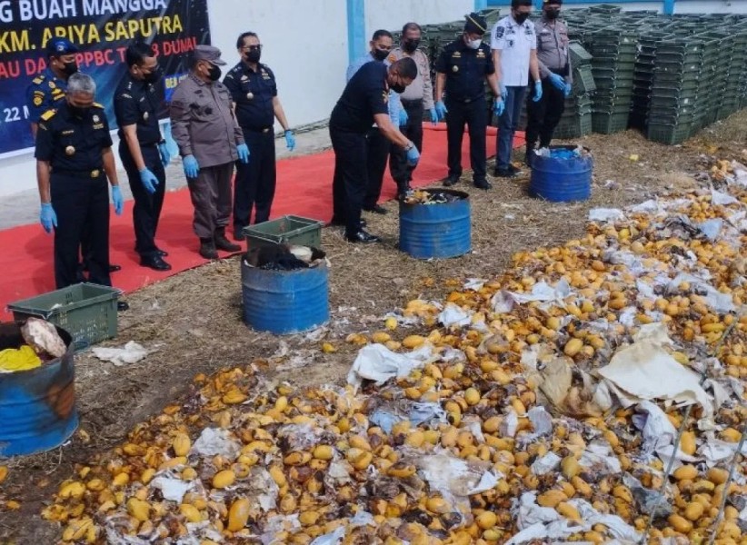 Rugikan Negara Rp135 Juta, Bea Cukai Bakar 23,290 kg Mangga Impor Ilegal di Dumai