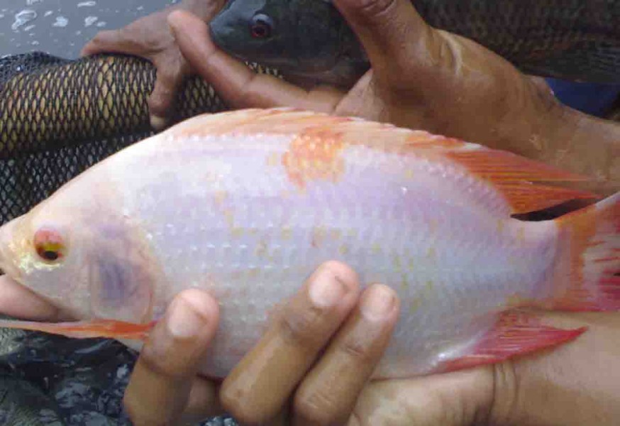 Indonesia Berpeluang Jadi Produsen Ikan Nila Terbesar Dunia