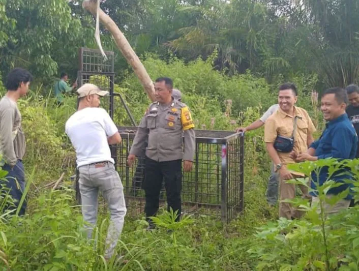 Beruang Madu Muncul di Pemukiman Warga, BBKSDA Riau Pasang Perangkap