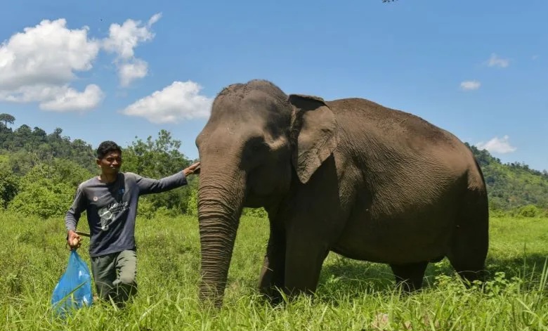 Wamenhut: Inpres Akan Pastikan Perusahaan Jaga Wilayah Jelajah Gajah