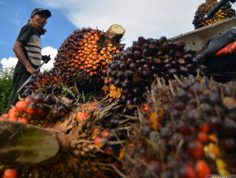 Harga TBS di Riau turun akibat CPO merosot