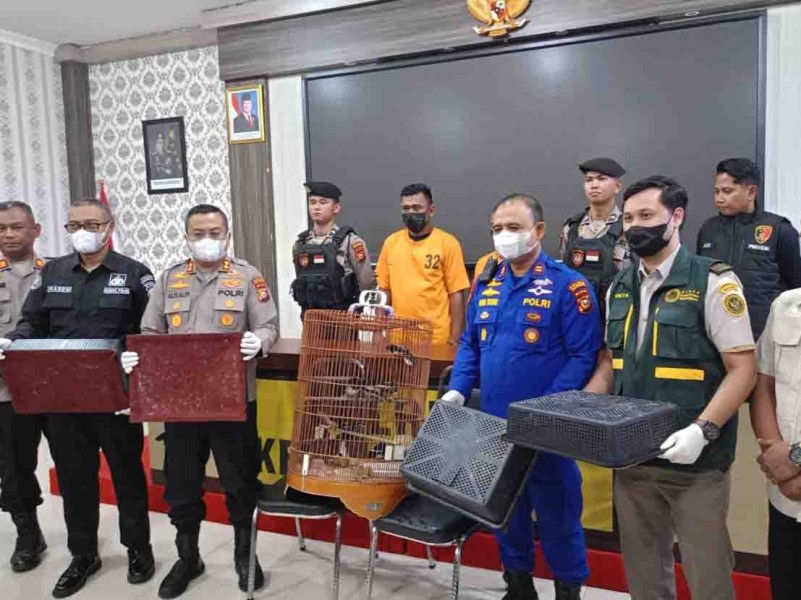 Penyelundupan Ribuan Ekor Burung Kacer Asal Malaysia, Dua Pelaku Diamankan Polres Meranti