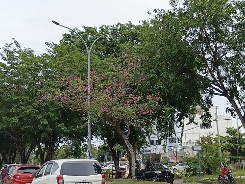 Fenomena Tabebuya Mekar di Pekanbaru, Mirip Sakura Jepang dan Jadi Simbol Harapan Baru