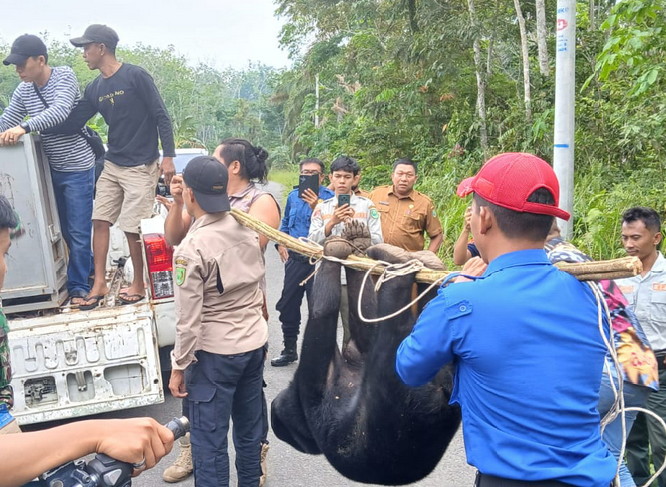 Evakuasi Beruang, Seorang Personel Polres Inhu Terluka