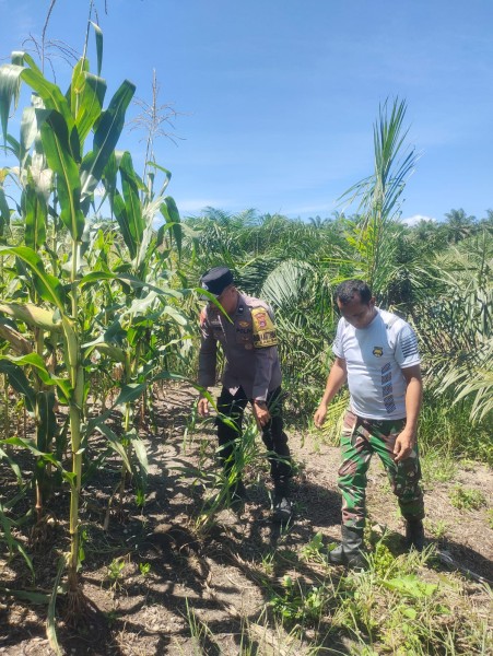 Perkembangan Jagung Tumpang Sari di PT KPAK Dipantau Polsek Kandis