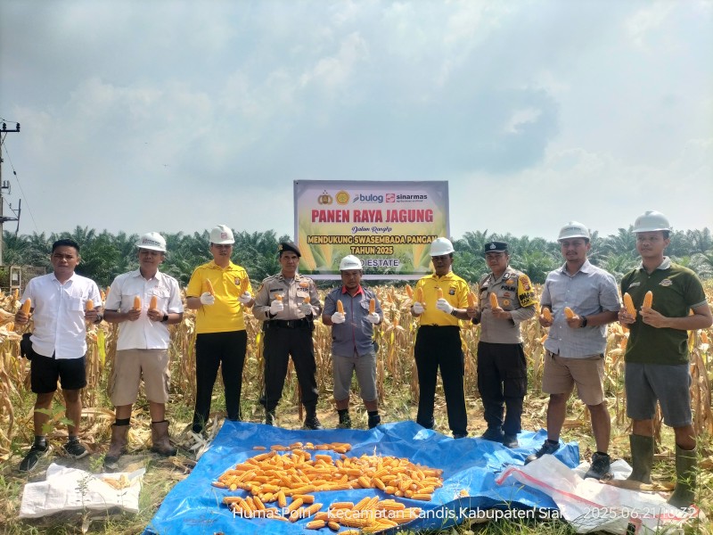 Panen Raya Jagung Pipil Wujud Dukungan Polsek Kandis Bersama PT Ivo Mas Tunggal terhadap Program Ketahanan Pangan Presiden RI