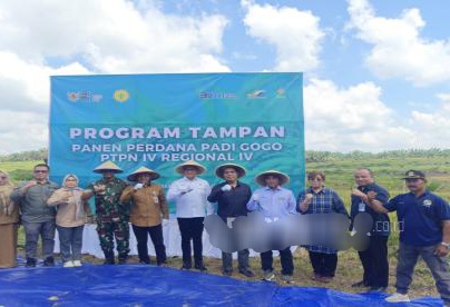 RSI dan PTPN IV PalmCo Panen Perdana Padi Gogo di Jambi