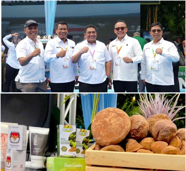 Presiden Dorong PTPN Tingkatkan Produktivitas Gambir Rakyat, Hilirisasi Jadi Kunci Nilai Tambah