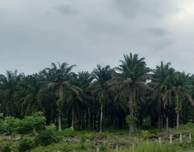 Harga tbs sawit Riau seminggu ke depan naik menjadi Rp3.658,61 per kg