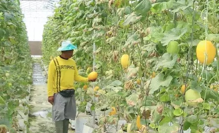 Petani Lombok Tengah Ubah Lahan Cabai Jadi Green House Melon