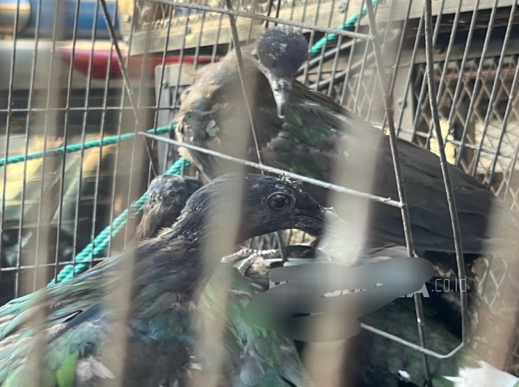 Kemenhut Selamatkan 48 Ekor Burung Junai Emas di Gowa